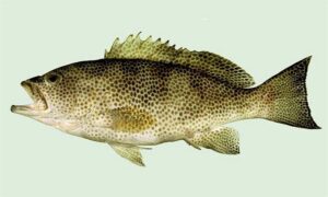 Brownspotted grouper - Badami bol (বাদমি বোল) - Epinephelus chlorostigma - Type: Bonyfish