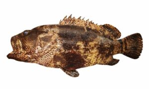 Brown-marbled grouper - Chitra bole (চিত্রা বোল) - Epinephelus fuscoguttatus - Type: Bonyfish