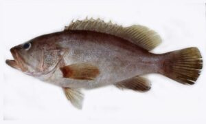 Bridled grouper - Ashwo bol (অশ্ব বোল) - Epinephelus heniochus - Type: Bonyfish