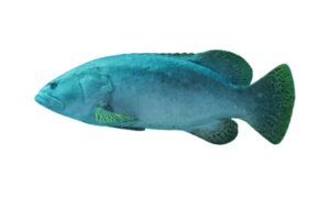 Giant Grouper, Brindle Bass, Giant Seabass - Boro bol mach (বড় বোল মাছ) - Epinephelus lanceolatus - Type: Bonyfish