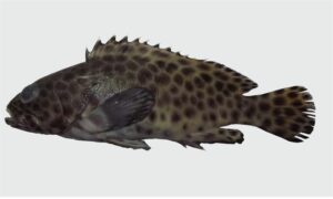 Longfin grouper - Chitra bol (চিত্রা বোল) - Epinephelus quoyanus - Type: Bonyfish