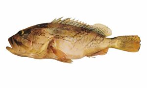 Oblique-banded grouper - Bol machh (বোল মাছ) - Epinephelus radiatus - Type: Bonyfish