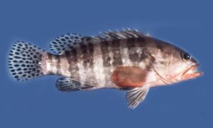 Sixbar Grouper - Chhoydagi Bolmach (ছয়দাগী বোল মাছ) - Epinephelus sexfasciatus - Type: Bonyfish