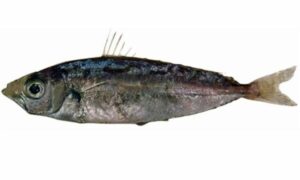 Elongate ponyfish - Tek chanda (টেক চান্দা) - Equulites elongatus - Type: Bonyfish
