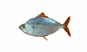 Ornate ponyfish - Tek chanda (টেক চান্দা) - Equulites lineolatus - Type: Bonyfish