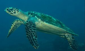 Hawksbill Sea Turtle - Bajthuti Samudrik Kachim (বাজঝুটি সামুদ্রিক কাছিম) - Eretmochelys imbricata - Type: Turtles