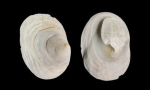 Walsh's slippery shell - Sada shamuk (সাদা শামুক) - Ergaea walshi - Type: Sea_snails