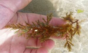 Bushy rainbow wrack - Not Known - Ericaria selaginoides - Type: Seaweeds
