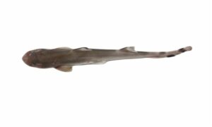 Pygmy ribbontail catshark - Not Known - Eridacnis radcliffei - Type: Shark