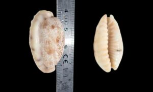 Dragon cowrie - Dragon koyre (ড্রাগন কড়ি) - Erronea caurica - Type: Sea_snails
