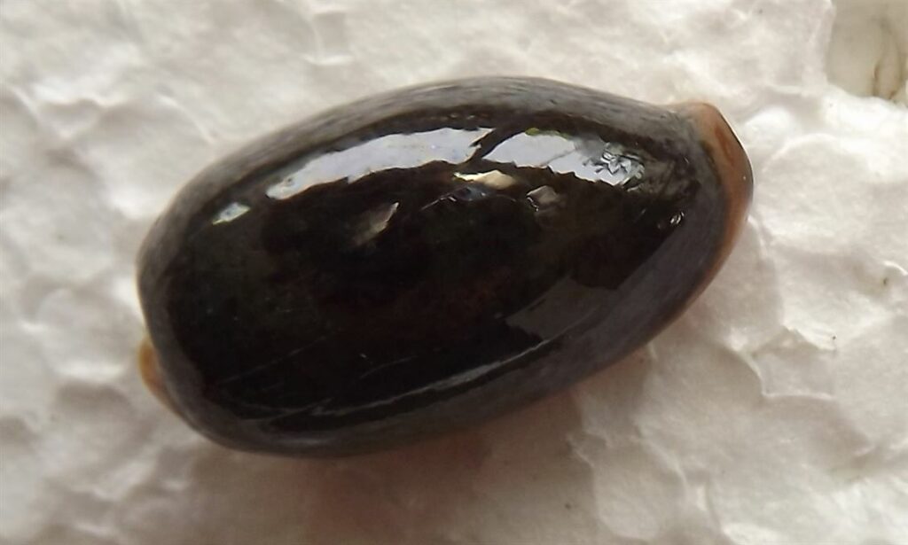 - - Erronea errones - Type: Sea_snails