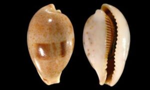 Pear-shaped cowrie, pyriform cowrie - Nâshi Koyre (নাশি কড়ি) - Erronea pyriformis - Type: Sea_snails