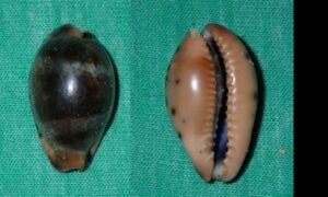Yellow toothed cowrie - Jat Koyre (জাত কড়ি) - Erronea xanthodon - Type: Sea_snails