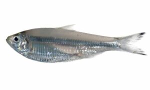 White Sardine - Hichiri machh (হিচ্চিরি মাছ), Moilla (মইল্লা) - Escualosa thoracata - Type: Bonyfish
