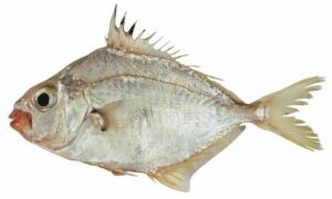 Splendid ponyfish - Katali chanda (কাটালি চান্দা) - Eubleekeria splendens - Type: Bonyfish
