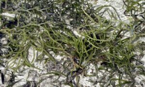 Agar agar kasar - Not Known - Eucheuma denticulatum - Type: Seaweeds