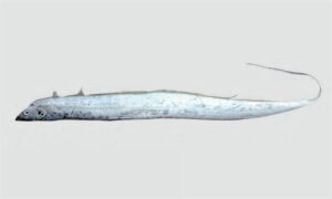 Smallhead hairtail, Ribbon-Fish - Chotomatha Churi (ছোটমাথা ছুরি), Churi (ছুরি), Boro churi (বড় ছুরি) - Eupleurogrammus muticus - Type: Bonyfish