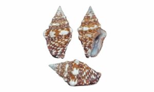 Dove shell - Gura shamuk (গুরা শামুক) - Euplica varians - Type: Sea_snails