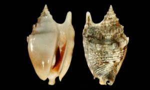 Diana conch - Chil shamuk (চিল শামুক) - Euprotomus aurisdianae - Type: Sea_snails