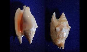 Bubble conch - Chil shamuk (চিল শামুক) - Euprotomus bulla - Type: Sea_snails