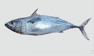 Kawakawa, Mackerel Tuna, Little Tuna - Kauwa tuna (কাউয়া টুনা), Kauwa (কাউয়া), Bom maitta (বম মাইট্টা) - Euthynnus affinis - Type: Bonyfish