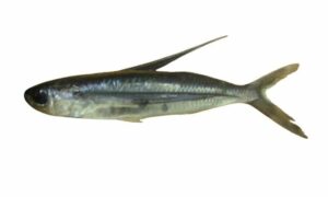 Tropical two-winged flyingfish - Thuris (থুরিস), Uromach (উড়োমাছ), Urailla (উড়াইল্লা), Bocha Ural Mach (বোচা উড়াল মাছ) - Exocoetus volitans - Type: Bonyfish