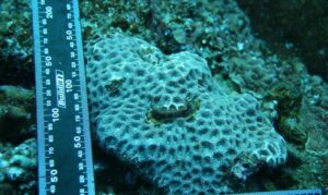 Large star coral - Not Known. - Favites abdita - Type: Hardcorals
