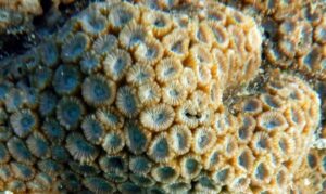 Montastrea coral - Not Known. - Favites colemani - Type: Hardcorals
