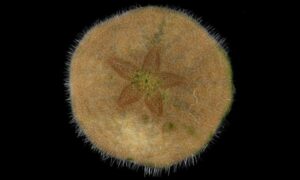Sand dollars, Sea biscuits, Cake urchins - Not Known - Fibularia ovulum - Type: Sea_urchin