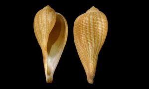 Graceful fig shell - - Ficus gracilis - Type: Sea_snails