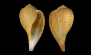 Bengal fig shell - Chamus shamuk (চামুচ শামুক) - Ficus investigatoris - Type: Sea_snails
