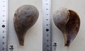 Underlined fig shell, spotted fig shell, margarets fig - Chamus shamuk (চামুচ শামুক) - Ficus subintermedia - Type: Sea_snails