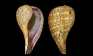 Variable/underlined fig shell - Chamus shamuk (চামুচ শামুক) - Ficus variegata - Type: Sea_snails
