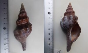 Filamentous horse conch, filamented spindle shell - Lalkata lez (লালকাটা লেজ) - Filifusus filamentosus - Type: Sea_snails