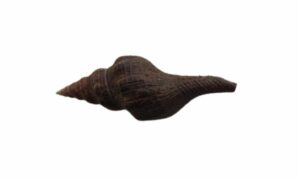 Smooth horse conch - Gota leza (গোটা ল্যাজা) - Filifusus glaber - Type: Sea_snails