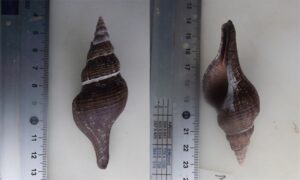 - - Filifusus manuelae - Type: Sea_snails