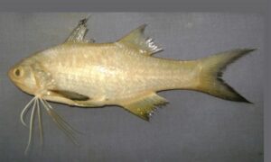 Indian sevenfinger threadfin - Not known - Filimanus similis - Type: Bonyfish