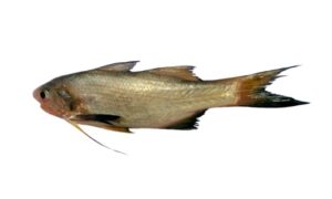 Sevenfinger Threadfin - Tailla (তাইল্লা) - Filimanus heptadactyla - Type: Bonyfish