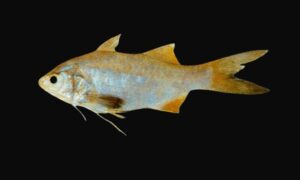 Yellowthread threadfin - Gura lakkha (গুঁড়া লাক্ষা) - Filimanus xanthonema - Type: Bonyfish