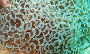 Anchor coral - Not Known. - Fimbriaphyllia ancora - Type: Hardcorals