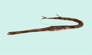 Bluespotted cornetfish - Bongshi mach (বংশী মাছ), Leja thute (লেজা ঠুটে) - Fistularia commersonii - Type: Bonyfish