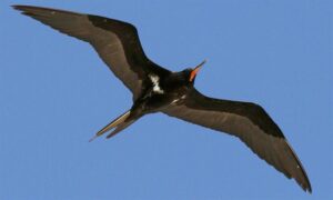 Lesser frigatebird - Not Known - Fregata ariel - Type: Marine_birds