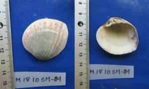 Not known - Not known - Gafrarium speciosum - Type: Bivalve