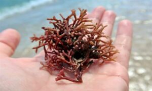 Not Known - Not Known - Galaxaura rugosa - Type: Seaweeds