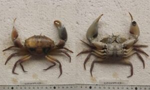 Square-shelled Crab - Kakra (কাঁকড়া) - Galene bispinosa - Type: Crab