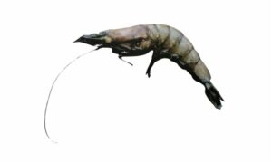 Uncta shrimp - Tiga chingri (টিগা চিংড়ি) - Ganjampenaeopsis uncta - Type: Shrimp