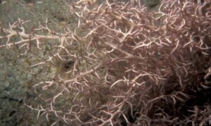 Not Known - Not Known - Ganonema pinnatum - Type: Seaweeds