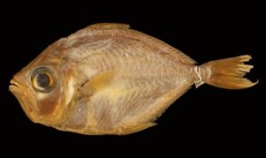 Small-toothed ponyfish - Tak chanda (টাক চান্দা) - Gazza achlamys - Type: Bonyfish