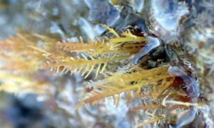 Little wire weed - Not Known - Gelidiella acerosa - Type: Seaweeds