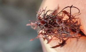 Dwarf gelidium,Hai-Tengusa (Bangladesh, India, Hawaii) - Not Known - Gelidium pusillum - Type: Seaweeds